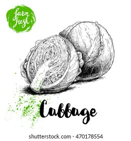 Hand drawn sketch cabbages. Fresh farm vegetables vector illustration.