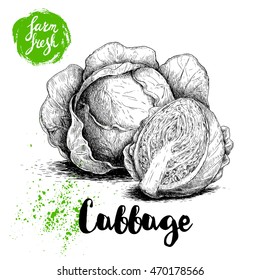 Hand drawn sketch cabbages. Fresh farm vegetables vector illustration.