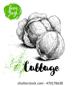Hand drawn sketch cabbages. Fresh farm vegetables vector illustration.