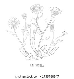 Hand Drawn Sketch of Calendula or desert marigold Herb. Silhouette of a Calendula Plant Isolated on White Background. Ideal for Magazine, Recipe book, Poster, Cards, Menu cover, any Advertising.