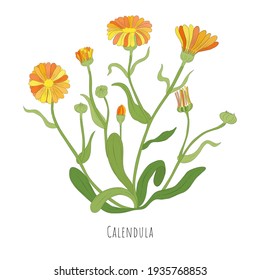 Hand Drawn Sketch Calendula desert marigold Herb and color  Vibrant Calendula Plant Isolated White Background  Ideal for Magazine  Recipe book  Poster  Cards  Menu cover  any Advertising 