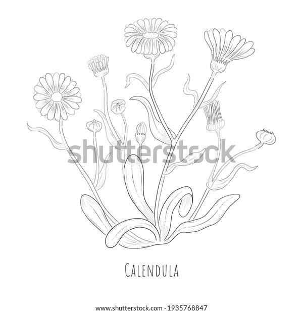 Hand Drawn Sketch of Calendula or desert
marigold Herb. Silhouette of a Calendula Plant Isolated on White
Background. Ideal for Magazine, Recipe book, Poster, Cards, Menu
cover, any Advertising.