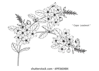 Hand drawn and sketch Cape Lead wort flower. Black and white with line art illustration.
