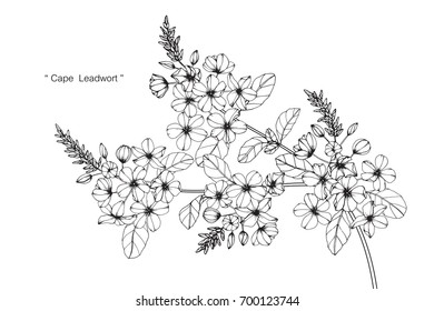 Hand drawn and sketch Cape Lead wort flower. Black and white with line art illustration.