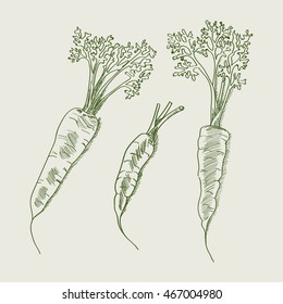 Hand drawn sketch of carrots.