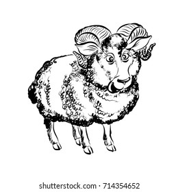 Hand Drawn Sketch of Cartoon Funny Lamb Character. Illustration on White Background