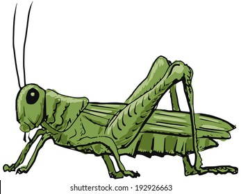 hand drawn, sketch, cartoon illustration of grasshopper