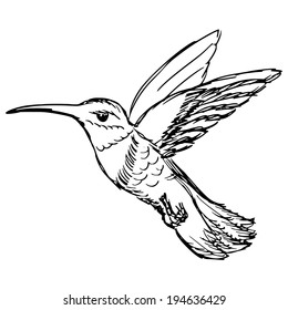 Humming Bird Hand Drawn Line Art Stock Vector (Royalty Free) 1018826269