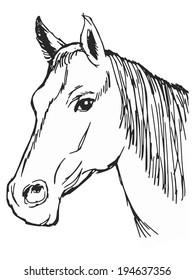 hand drawn, sketch, cartoon illustration of head of horse