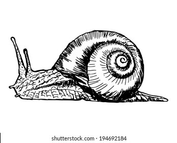 Hand Drawn, Sketch, Cartoon Illustration Of Snail