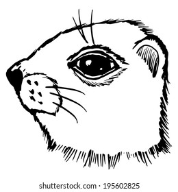 hand drawn, sketch, cartoon illustration of gopher