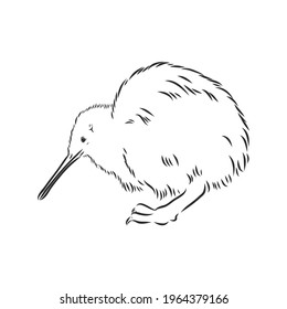 hand drawn, sketch, cartoon illustration of kiwi