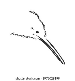 hand drawn, sketch, cartoon illustration of kiwi