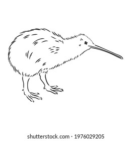 hand drawn, sketch, cartoon illustration of kiwi