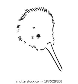 hand drawn, sketch, cartoon illustration of kiwi