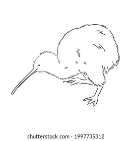 hand drawn, sketch, cartoon illustration of kiwi
