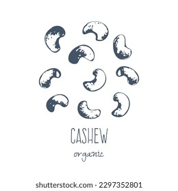 Hand drawn sketch of cashew