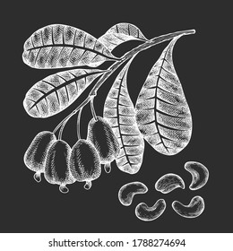 Hand drawn sketch cashew branch. Organic food vector illustration isolated on chalk board. Vintage nut illustration. Engraved style botanical picture.