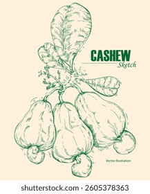 Hand drawn sketch of cashew fruits growing on a branch including cashew fruit, cashew nuts and leaves. Vector illustration