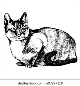 Hand drawn sketch of a cat