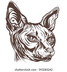 Hand drawn sketch cat breed Sphinx. Hairless naked cat. Portrait of a Sphinx cat, isolated on white background, Graphic  vector illustration.