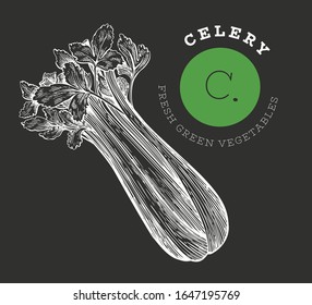 Hand drawn sketch celery. Organic fresh food vector illustration on chalk board. Vintage vegetable salad illustration. Engraved style botanical picture.