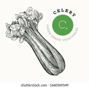 Hand drawn sketch celery. Organic fresh food vector illustration isolated on white background. Retro vegetable salad illustration. Engraved style botanical picture.