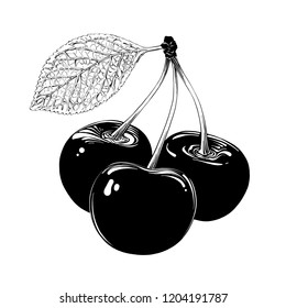 Hand drawn sketch of cherry in black isolated on white background. Detailed vintage style drawing, for posters, decoration and print.. Vector illustration
