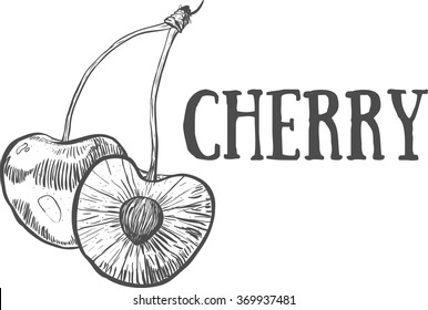 Hand drawn sketch cherry. Eco food. Vector illustration. cherry fruit, on the white background.