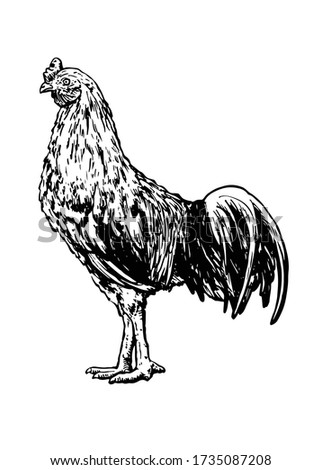 Hand drawn sketch of chicken. Vector illustration