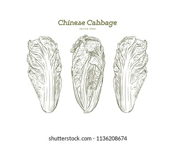 Hand drawn sketch chinese cabbages set. Exotic farm fresh vegetables vector illustration