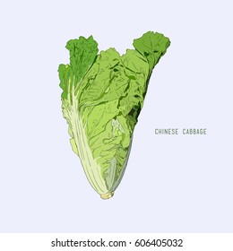 Hand drawn sketch chinese cabbages set. Exotic farm fresh vegetables vector illustration isolated on white background.