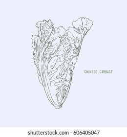 Hand drawn sketch chinese cabbages set. Exotic farm fresh vegetables vector illustration isolated on white background.