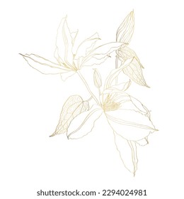 Hand drawn and sketch Clematis flower. Golden with line art illustration.