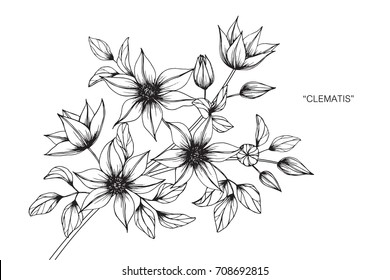 Hand drawn and sketch Clematis flower. Black and white with line art illustration.