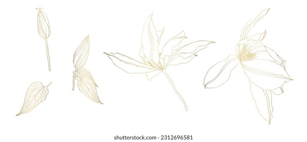 Hand drawn and sketch Clematis flowers set. Golden with line art illustration.