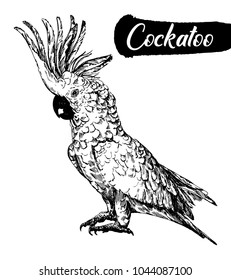 Hand drawn sketch of cockatoo parrot. Vector illustration isolated on white background.