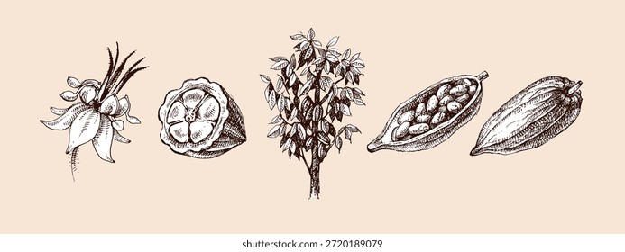 Conjunto de productos de chocolate de cacao dibujado a mano. Antiguas Ilustración vectorial de alimentos naturales y saludables. Diseño de embalaje de cacao en polvo