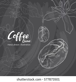 Hand drawn sketch coffee bean. Vector illustration background