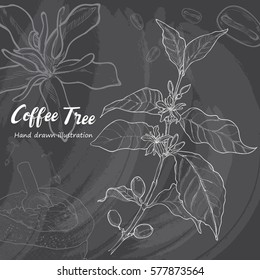 Hand drawn sketch coffee tree. Vector illustration background