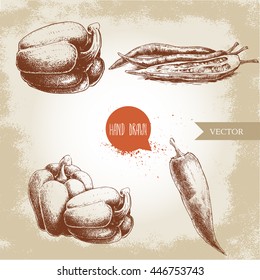 Hand drawn sketch collection of different types of pepper. Bell sweet pepper composition and red hot chili peppers single and sliced. Vintage market fresh vegetables set. Spicy food.