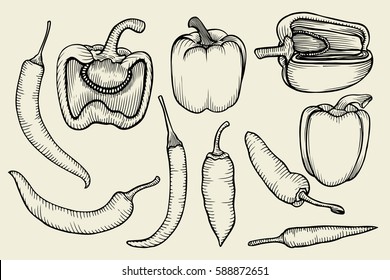 Hand drawn sketch collection of different types of pepper. Bell sweet pepper. Fresh vegetables set isolated on beige background.