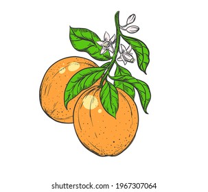Hand drawn sketch color orange branch, leaf. Vector illustration. Elements in graphic style label, card, sticker, menu, package.
