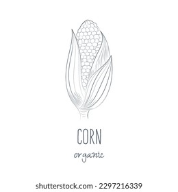 Hand drawn sketch of corn