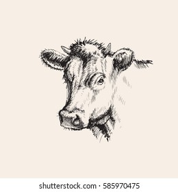 Hand Drawn Sketch Cow Vector illustration 