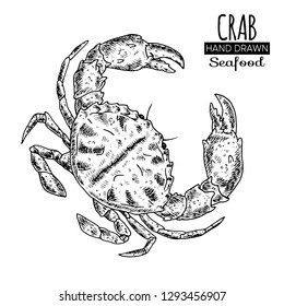 Hand drawn sketch crab.