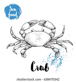 Hand drawn sketch crab with big claws. Seafood vector illustration for menu, restaurants or markets.