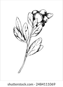 Dibujado a mano boceto de una rama de arándano con hojas y bayas. Vector ilustración botánica en gráfico