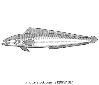 Hand drawn sketch of cusk fish. Engraving Vector Illustration