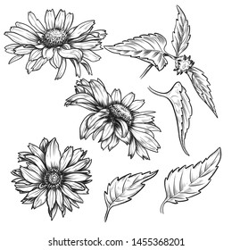 Hand drawn sketch daisies set, vintage pen and ink etching, isolated on white background. Floral engraving botanical illustration.